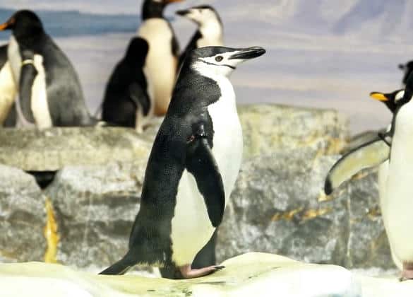 動物図鑑・ヒゲペンギン